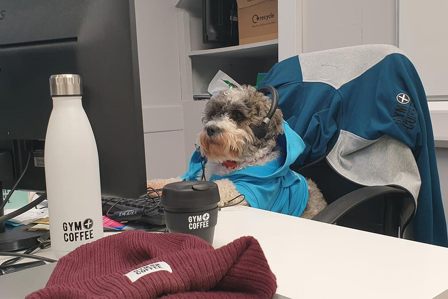 Gym+Coffee Office Dog Ned