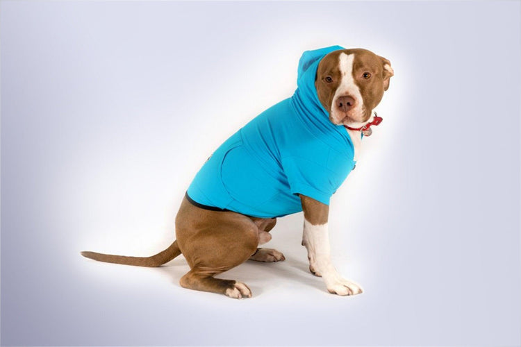 Blue Dog Hoodie - Dog Hoodie - Gym+Coffee IE