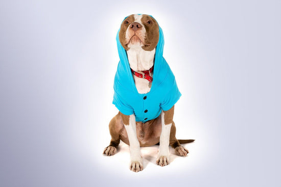Blue Dog Hoodie - Dog Hoodie - Gym+Coffee IE