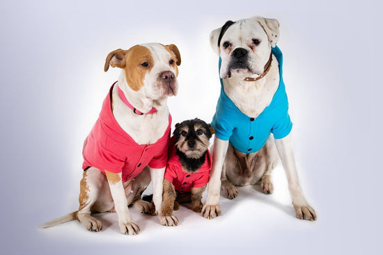 Blue Dog Hoodie - Dog Hoodie - Gym+Coffee IE