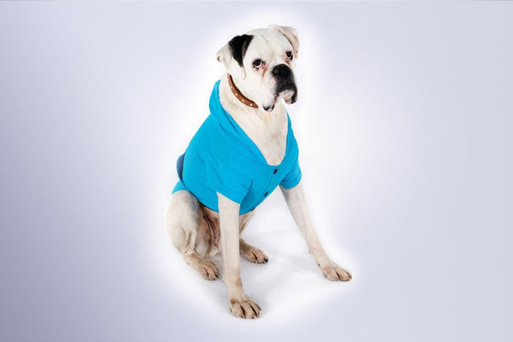 Blue Dog Hoodie - Dog Hoodie - Gym+Coffee IE